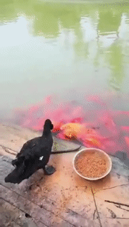 先把你们养肥，我在慢慢吃动物gif搞笑图片