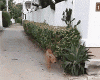 一看就知道是个惯犯动物gif搞笑图片