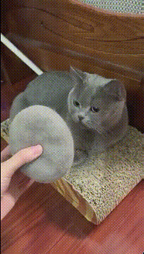 猫：这是什么东西，在没感觉像是我的动物gif搞笑图片