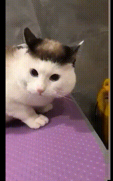 猫哥你这发型亮了，我也想做一个动物gif搞笑图片