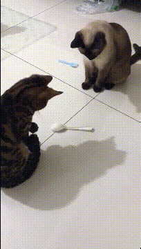 猫之间的乐趣动物gif搞笑图片