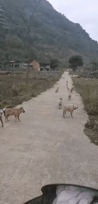 我说我们村不设卡，还不信动物gif搞笑图片