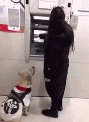 狗子你是知道密码还是怎么的动物gif搞笑图片