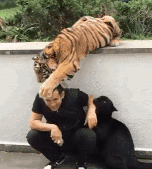 我在想，老虎舔完以后是不是该吃了动物gif搞笑图片