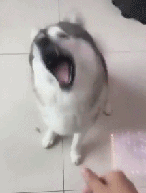 这是一只喜欢吃药的狗子动物gif搞笑图片