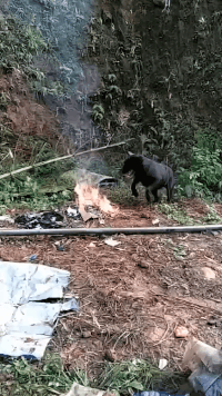 狗子的狂欢派对动物gif搞笑图片