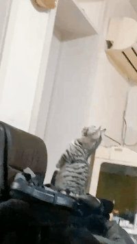 猫：都十二点了主人还不回来动物gif搞笑图片