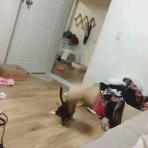 猫：你看见了吧，你盒子它先动的手动物gif搞笑图片