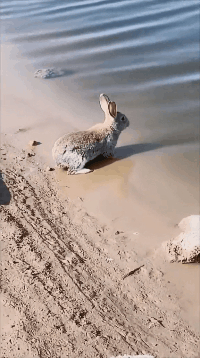 谁在说兔子不会游泳我就把这个给他看动物gif搞笑图片