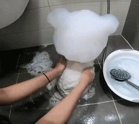 我想问着是狗还是玩具动物gif搞笑图片