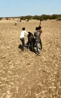 现在终于理解印度人为什么会喝牛尿了动物gif搞笑图片