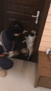 狗子：当时我极为害怕，就跳了段舞蹈动物gif搞笑图片