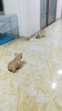 狗子：干挑衅我，看我一屁股坐你脸上动物gif搞笑图片