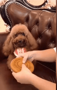 狗子：劳资求了半天你就给这么点动物gif搞笑图片