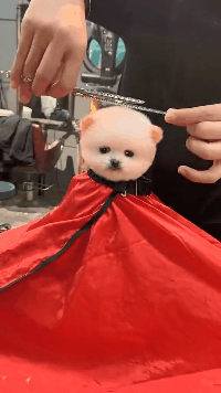 看这狗狗一动不动好可爱动物gif搞笑图片