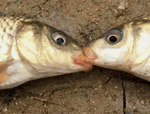 鱼：就算是死也不分开动物gif搞笑图片