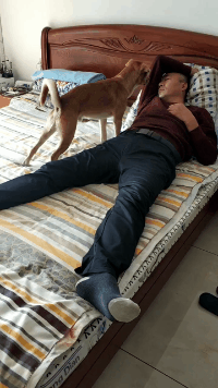 狗狗：主人终于睡着了，我也可以安心睡觉了动物gif搞笑图片