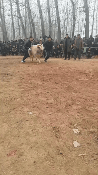 那只倒下的羊可能已经蒙圈了动物gif搞笑图片