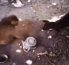 吃尼玛，都别吃了动物gif搞笑图片