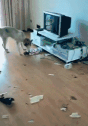 二哈，你这一生就从这里可以结束了动物gif搞笑图片