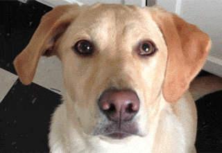 狗子解锁新技能动物gif搞笑图片