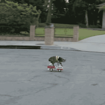 潇洒一如既往动物gif搞笑图片