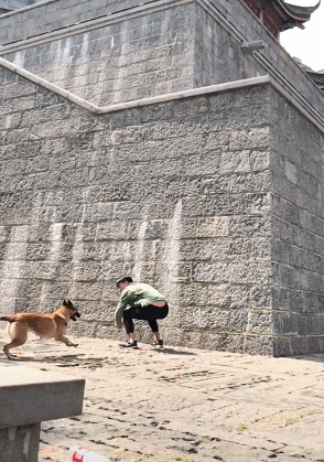 这狗子的弹跳力真好动物gif搞笑图片