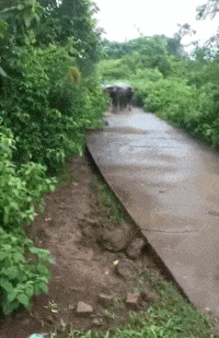 此路是我开，此树是我摘，谁也不让谁动物gif搞笑图片