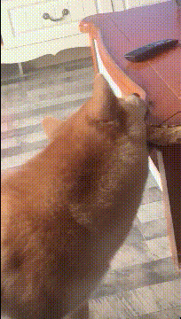 狗子：主人三天没打我了，身体有点痒动物gif搞笑图片