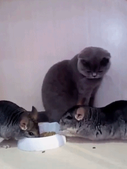 猫咪：走开，这是给我女朋友吃的动物gif搞笑图片