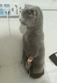 喵星人一脸懵逼的站着动物gif搞笑图片