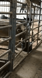 动物的智商起来了就管不住了动物gif搞笑图片