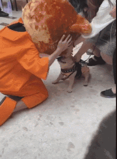 狗子：不给你点颜色瞧瞧，你怕不知道我的厉害动物gif搞笑图片