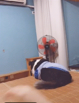 狗子：你在动那个遥控器试试动物gif搞笑图片