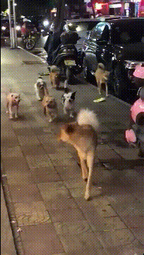 狗子接了个电话就急匆匆的跑出去了动物gif搞笑图片