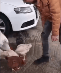 站住，放开我老婆动物gif搞笑图片