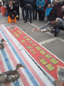 这只鸭子没有训练过吧动物gif搞笑图片