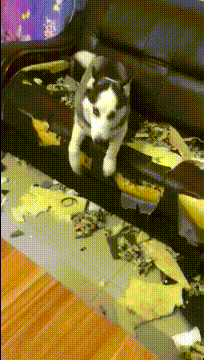 主人，我棒不棒，你洗个澡我就拆完了动物gif搞笑图片