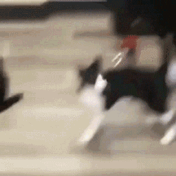 主人已经把猫玩傻了动物gif搞笑图片