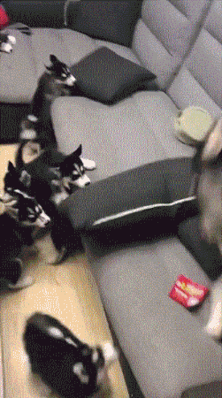 大狗子：儿子们快走开，这是我的地盘动物gif搞笑图片