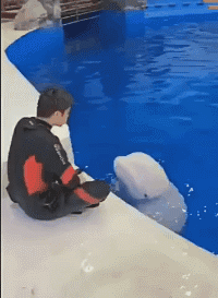 海豚：来呀互相伤害呀动物gif搞笑图片