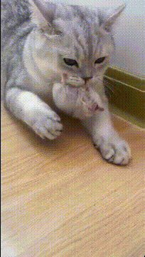 猫咪：走开别碰我的儿子动物gif搞笑图片