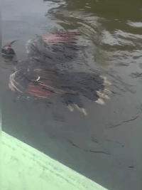 这是什么东西，野鸡吗动物gif搞笑图片