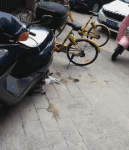 这特喵的还是猫吗动物gif搞笑图片