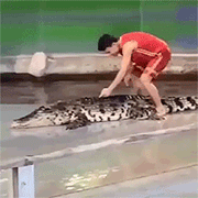 鳄鱼：走开摸挨劳资动物gif搞笑图片