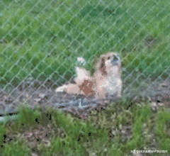 一看这狗子就不正经动物gif搞笑图片