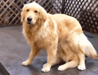 这两狗子肯定不正经动物gif搞笑图片