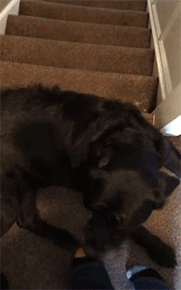 狗子蛋蛋还好吗动物gif搞笑图片