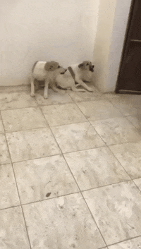 那只狗子被吓翻倒在地是真的吗动物gif搞笑图片