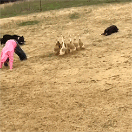 正所谓赶鸭子上架动物gif搞笑图片